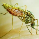 malaria-parasite-jpg.webp.webp