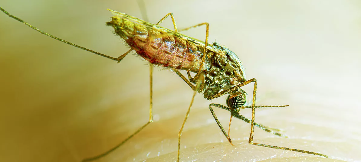 malaria-parasite-jpg.webp.webp